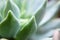 Graptoveria `Fanfare` Succulent