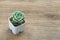 Graptoveria lovely rose succulent plant mini pot on wood table top background