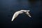 Graseful white flying dove