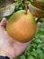 Grasping a large organic comice pear