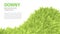 Grass abstract eco background, green fluffy, furry texture for brochures, web design, vector illustration