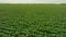 grass aerial camera corn field agriculture food summer nature wind
