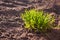 Grass against the background of loose soil