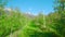 Grass aisle between rows of apple trees leads to mountains