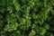 Grass Alfalfa top view. Vegetable garden, agriculture, rural, business Lucerne