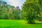 Grass area with beautiful trees in the liesbos forest of breda, The Netherlands, green meadow in the woods