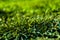 Grass. artificial grass. rich green color.