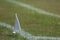 Grass athletics track showing flag marker