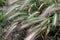 Grass awns that can be dangerous for dogs. June grass ears