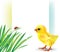 Grass and baby chick background