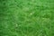 Grass background