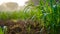 Grass background with water drops with depth of millet crops field. Pure rain water drops on foliage