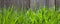 Grass on the background of wood planks, Fresh green lawn near rustic grunge fence