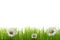 Grass banner with daisy blossoms isolated against white background