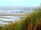 Grass on the beach of Terschelling, island in the Netherlands