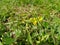 Grass with beautiful yellow flower