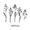Grass black silhouettes, Wild herbs isolated, Meadow grass. Vector floral illustration