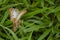 On Grass Blade, Mating Victorinini Butterflies