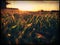 Grass blades closeup at sunset