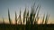 Grass blades moving at sunset