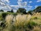 Grass blowing in the hot breeze, Kew Gardens