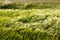 Grass blown by the wind. Natural landscape of the plain of Castelluccio di Norcia. Apennines, Umbria, Italy