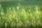 Grass bokeh background