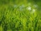 Grass and bokeh bubbles on a sunny day