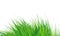 Grass Border , Simple meadow grass, wild lawn. Vector Illustration