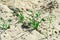 Grass breaks through the dunes of the desert.