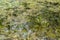 Grass, buds and moss growing in water in wet area