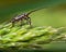 Grass bug, Miridae Leptopterna dolabrata