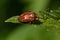 Grass bug, Miridae Lygus pratensis