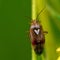 Grass bug, Miridae Lygus pratensis