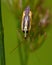 Grass bug, Miridae Stenotus binotatus