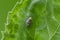 Grass bug sitting on leaf in garden