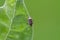 Grass bug sitting on leaf in garden