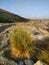 Grass bush in Wadi Alkhodh, Muscat Oman