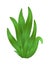 Grass or bushes. Green realistic spring grass. Fresh plants, garden botanical greens, herbs and leaves vector isolated