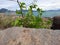 grass bushes that grow between the rock breaking waves