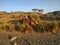 Grass bushes in Wadi Alkhodh Muscat, sultanate of Oman