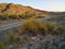 Grass bushes in Wadi Alkhodh Muscat, sultanate of Oman