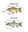 Grass carp vs common carp species anatomical differences outline diagram