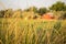 Grass Closeup with Barn in Background