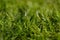 Grass closeup, meadow macro, dew drows on grass -