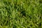 Grass closeup, meadow macro, dew drows on grass -