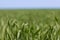 Grass closeup, meadow macro, field background