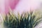 Grass closseup on pink backgroundGrass closseup on pink background