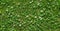 grass clover texture background.