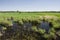 Grass clumps in water on marshy meadows, fields and forest